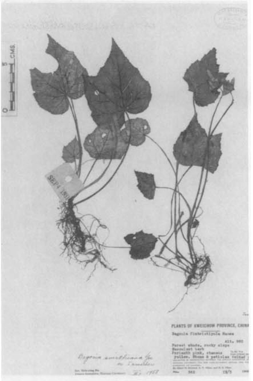 B. smithiana